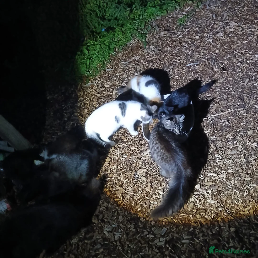 Mixed Breed cats for sale: Barn kittens for sale  - Advert 1