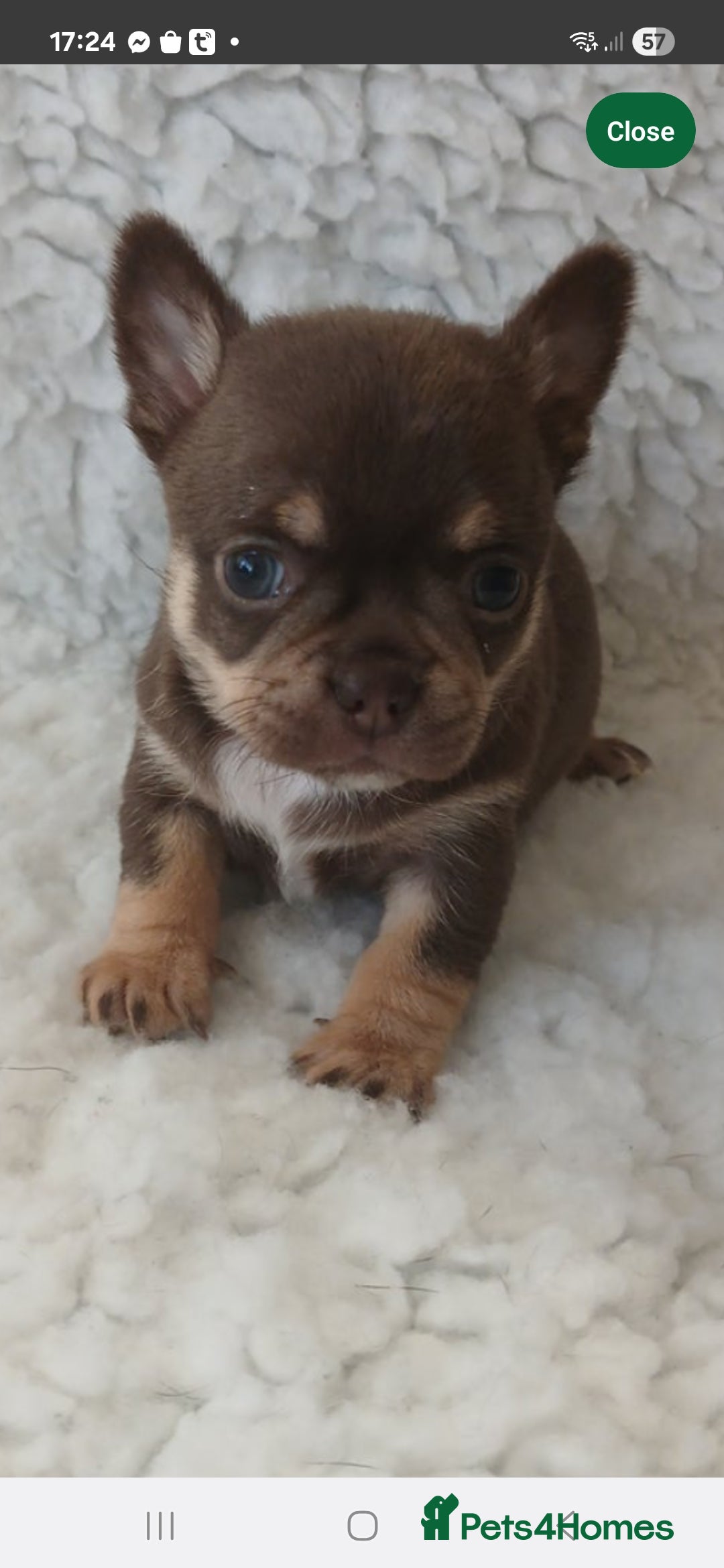 Chihuahua dogs STUNNING SMOOTH COAT CHIHUAHUAS - Advert 2