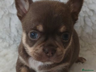 Chihuahua dogs STUNNING SMOOTH COAT CHIHUAHUAS - Advert 2