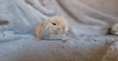 Mini Lop rabbits - Advert 2