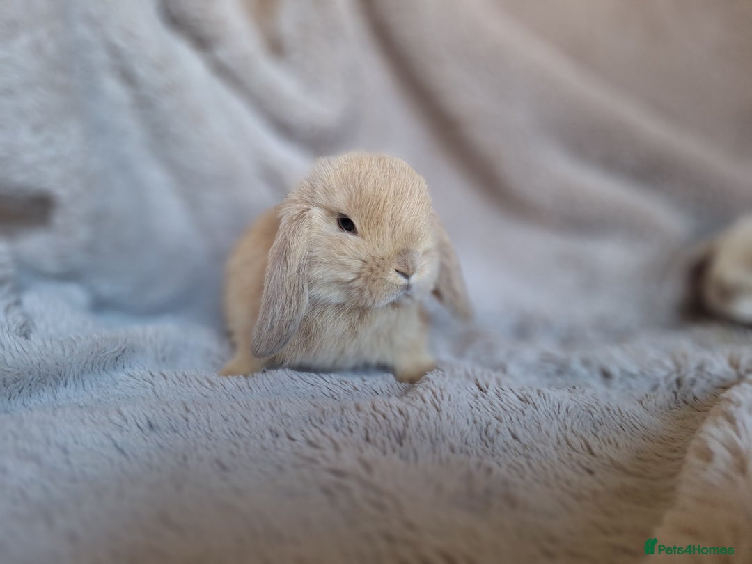 Mini Lop rabbits for sale: Beautiful pure breed mini lops  - Image 2