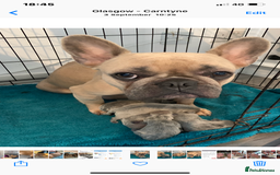 Frug dogs for sale: Frugg - Image 4