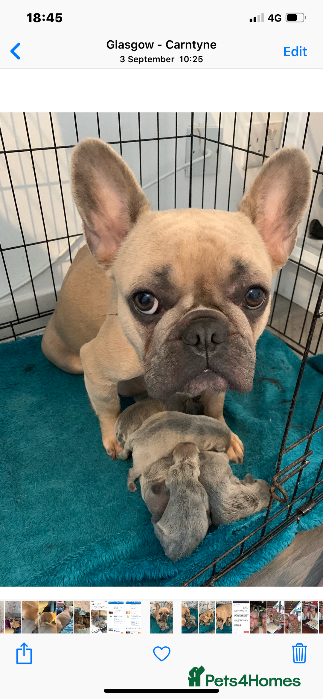 Frug dogs for sale: Frugg - Image 4