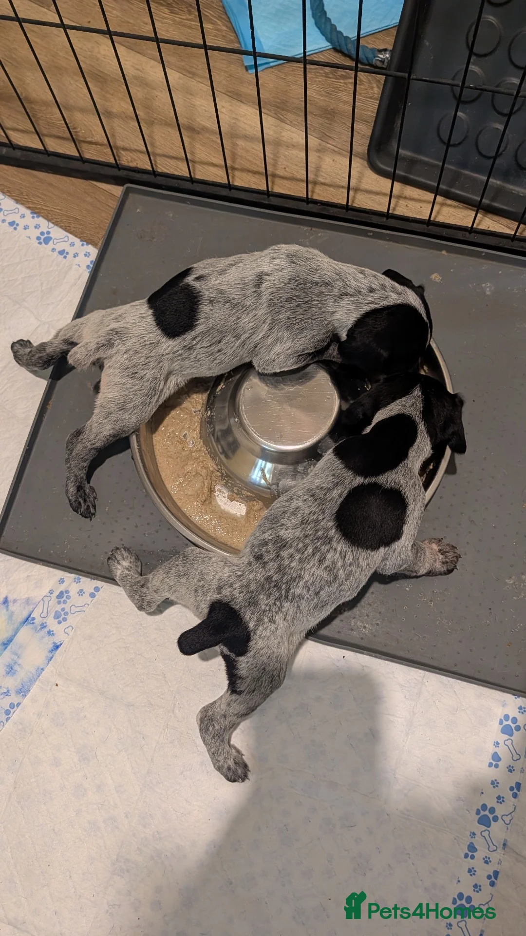 German Shorthaired Pointer dogs for sale: German Shorthaired Pointer - Advert 23