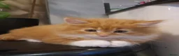 Norwegian Forest Cat cats for sale: Beautiful ginger Norwegian kittens  - Advert 6