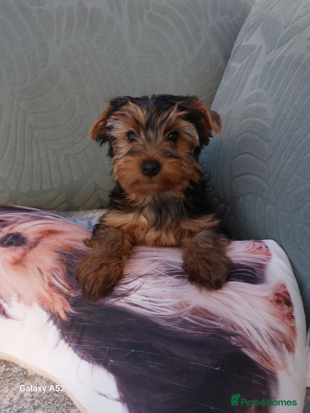 Yorkshire Terrier dogs for sale: Yorkshire Terrier Puppies (2 left) - Advert 5