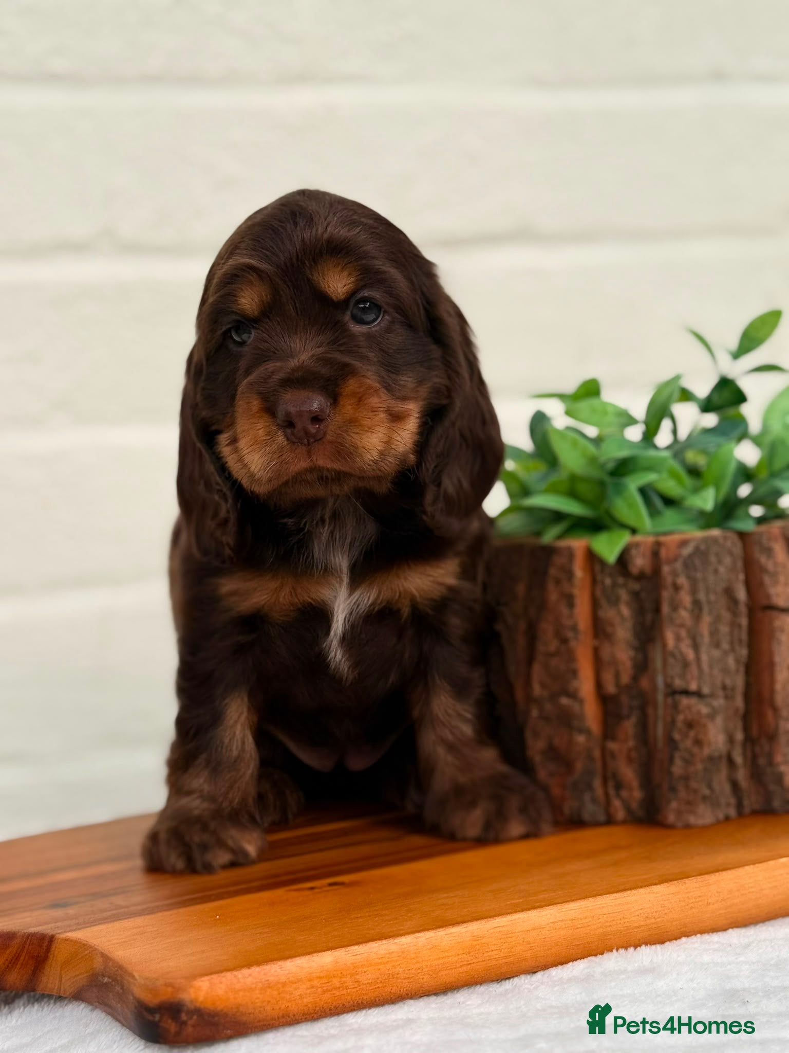 Cocker Spaniel dogs Show type cocker spaniels  - Advert 2