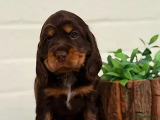 Cocker Spaniel dogs Show type cocker spaniels - Advert 2