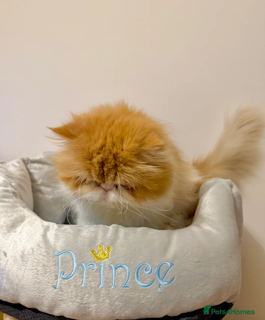Persian cats for sale: Beautiful long hair bicolour white/red Persian boy - Advert 4