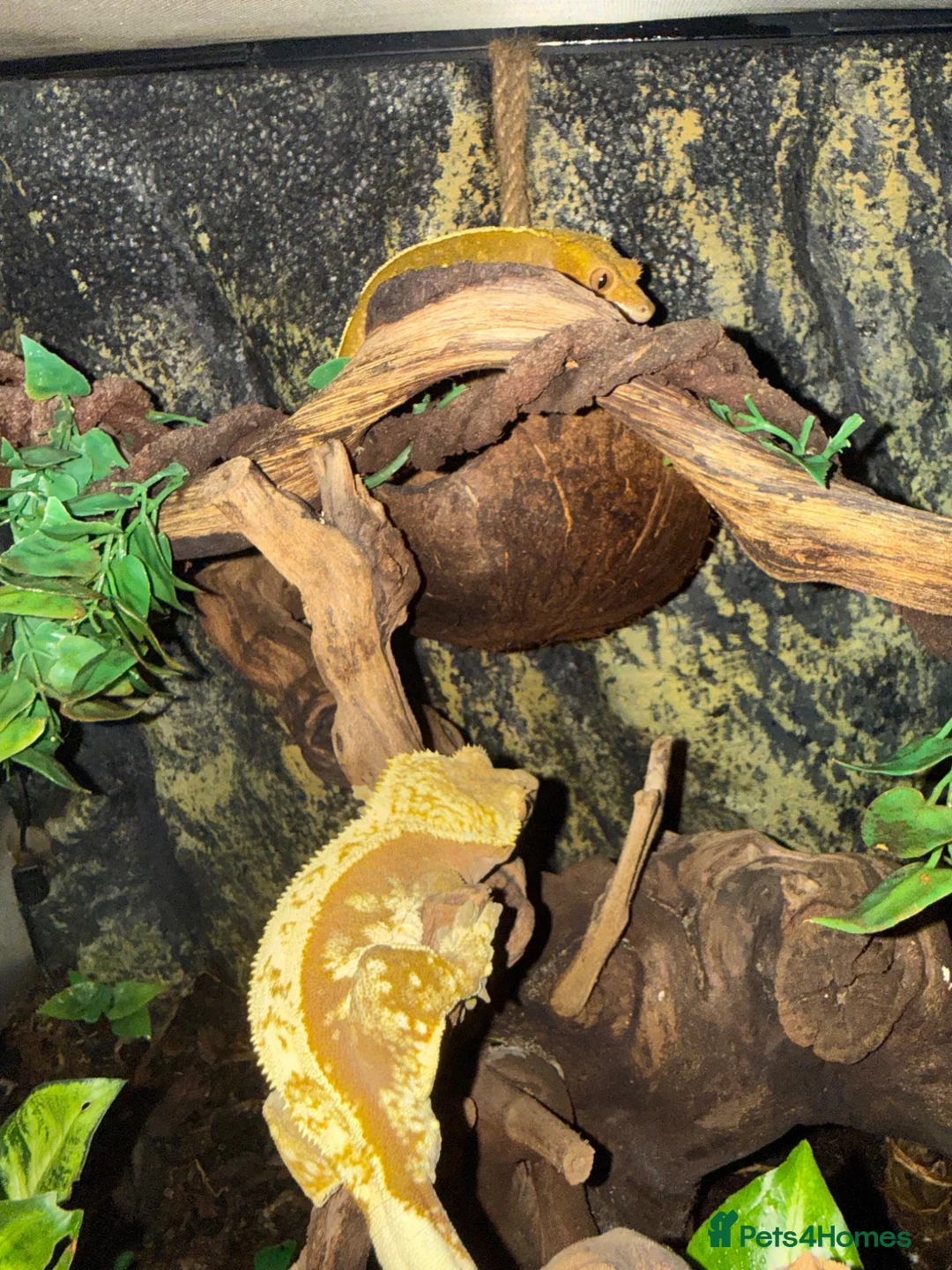 Gecko reptiles for sale: Crested gecko for sale - Advert 2
