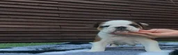 English Bulldog dogs for sale: MULTI CH Sired english bulldog puppies. - Advert 4