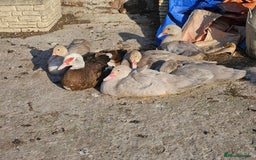 Ducks poultry for sale: Muscovy  - Image 2