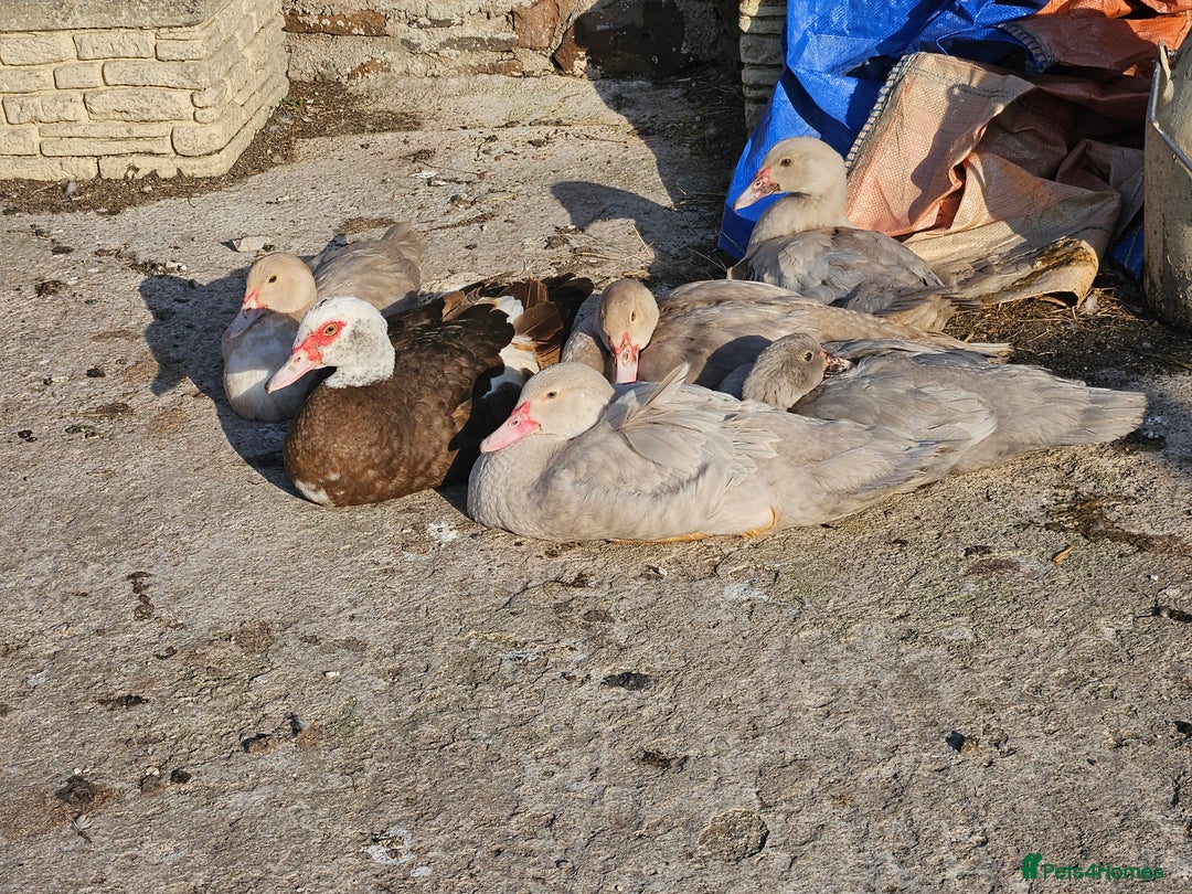 Ducks poultry for sale: Muscovy  - Image 2