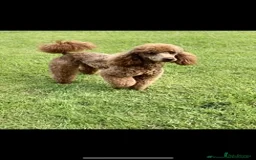 Cockapoo dogs for sale: ADORABLE SMALL MINIATURE F1B COCKAPOO PUPPIES - Image 16