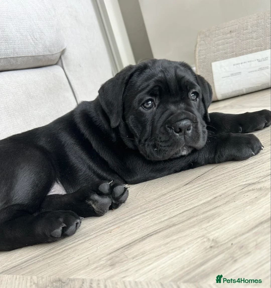 Cane Corso dogs for stud: Thor health tested proven Cane Corso for stud !!! in Cleethorpes - Advert 13