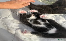 Mixed Breed cats for sale: Litter of Kittens For Sale - only 1 Male left in Dunstable - Image 25