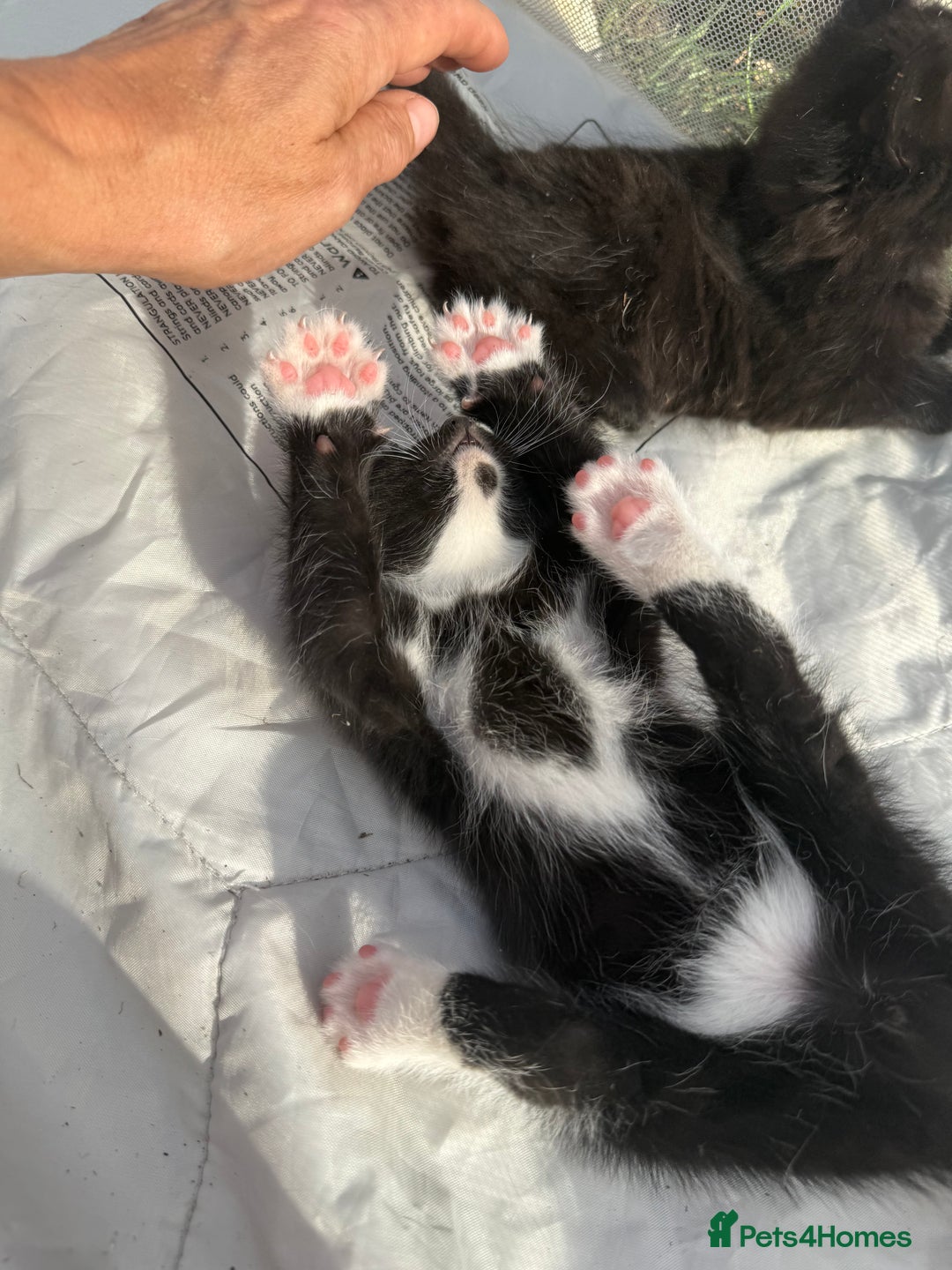Mixed Breed cats for sale: Litter of Kittens For Sale - only 1 Male left in Dunstable - Image 25