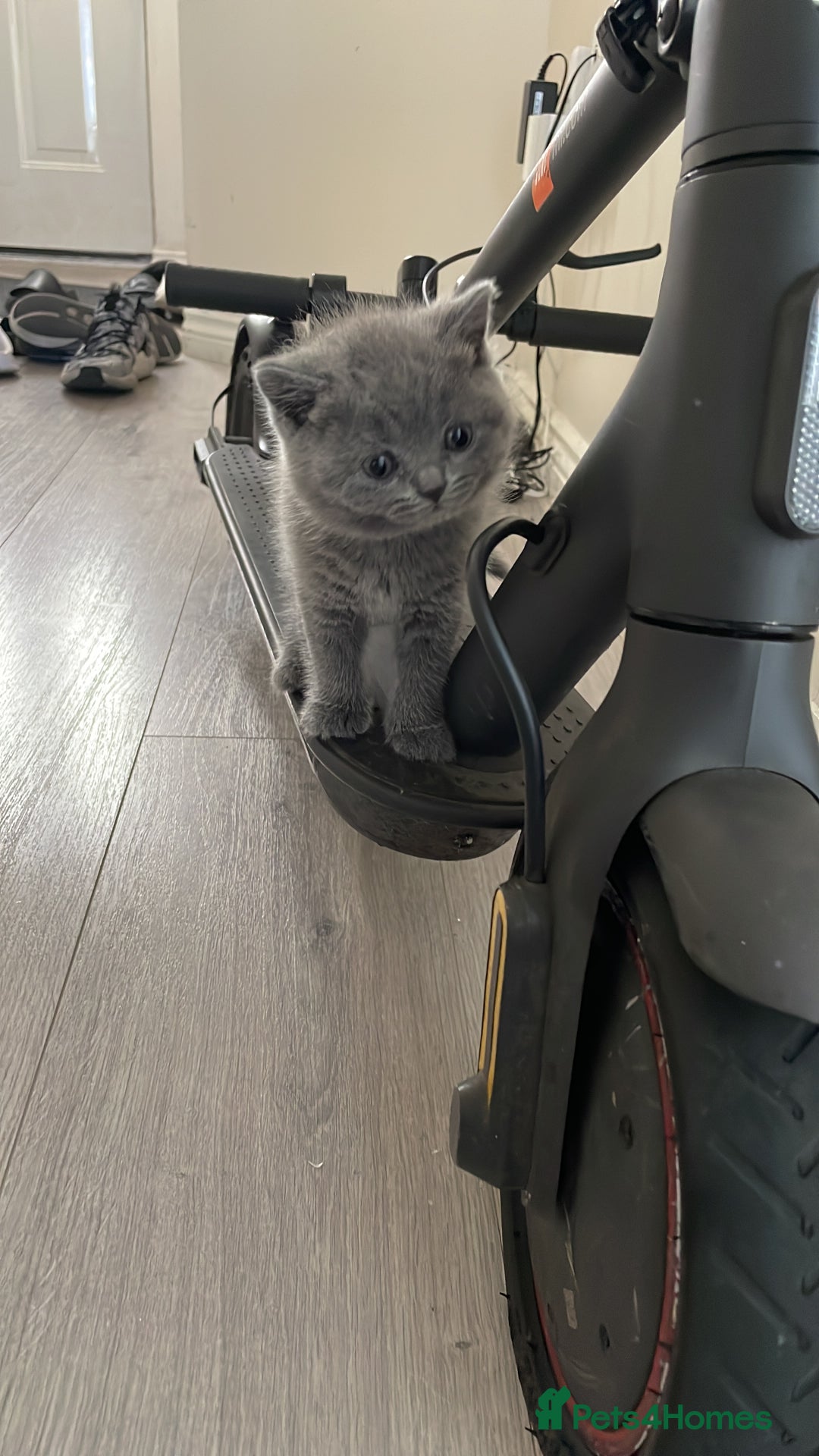 British Shorthair cats for sale: Beautiful Blue British Shorthair Kittens - Image 22