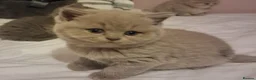 British Shorthair cats for sale: Ready Now British Shorthair kittens - Advert 5