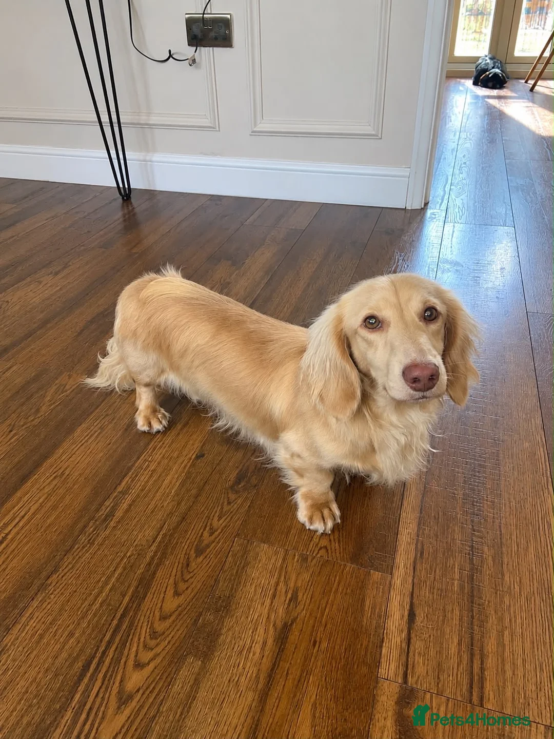 Miniature Dachshund dogs for stud: KC Crème Brûlée 🥮🤏 - Advert 1