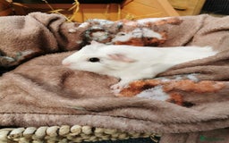 Guinea Pig rodents for sale: Pair of Brother Guinipigs 4 weeks old - Image 6