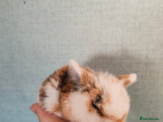 Mini Lop rabbits New litter ready to reserve - Advert 21