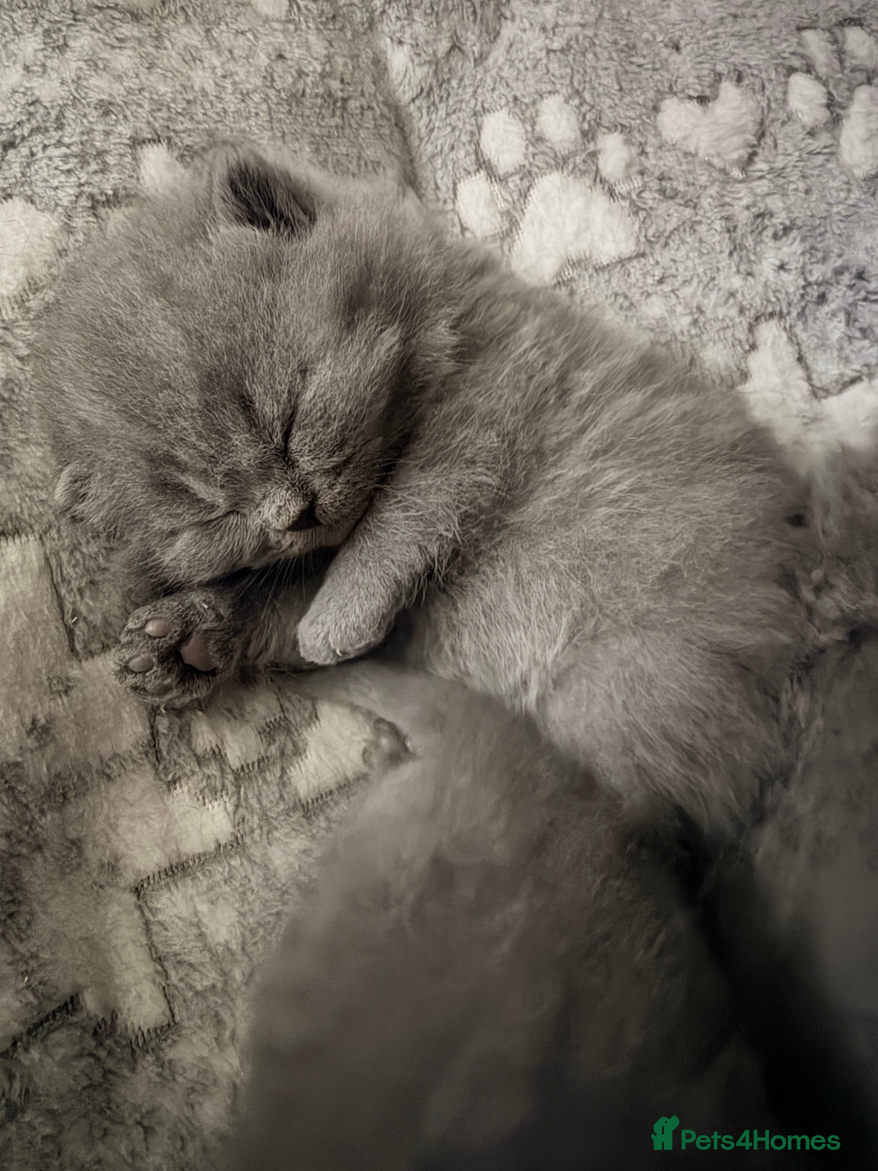 British Shorthair cats British Shorthair Kittens – Blue & Lilac Lines - Advert 1