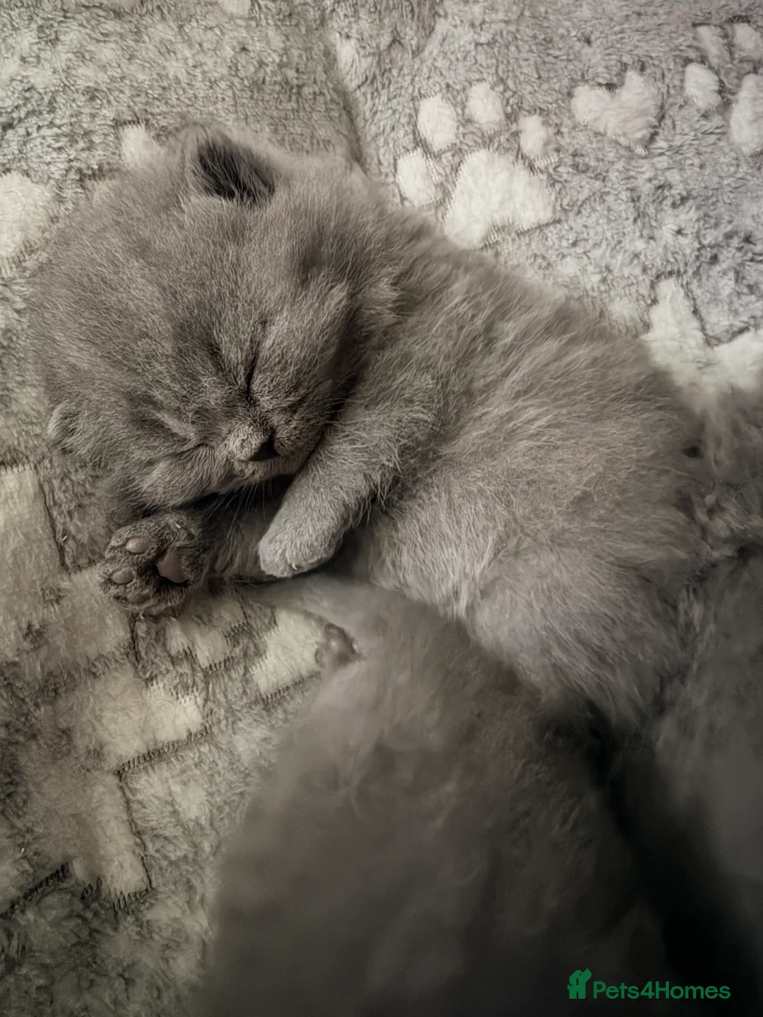 British Shorthair cats for sale: British Shorthair Kittens – Blue & Lilac Lines - Advert 1