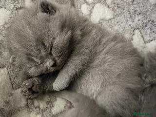 British Shorthair cats British Shorthair Kittens – Blue & Lilac Lines - Advert 1