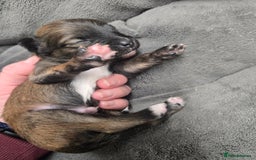 Pomchi dogs for sale: Gorgeous pomchi puppies  - Image 19