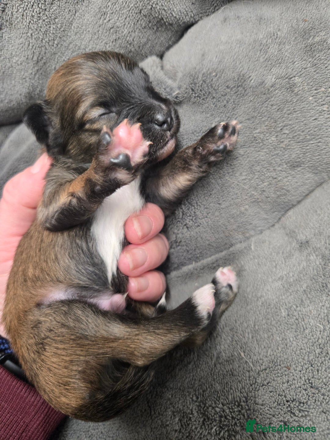 Pomchi dogs for sale: Gorgeous pomchi puppies  - Image 19