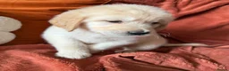Golden Retriever dogs for sale: KC Golden retriever pups, fame & champion lines - Advert 6
