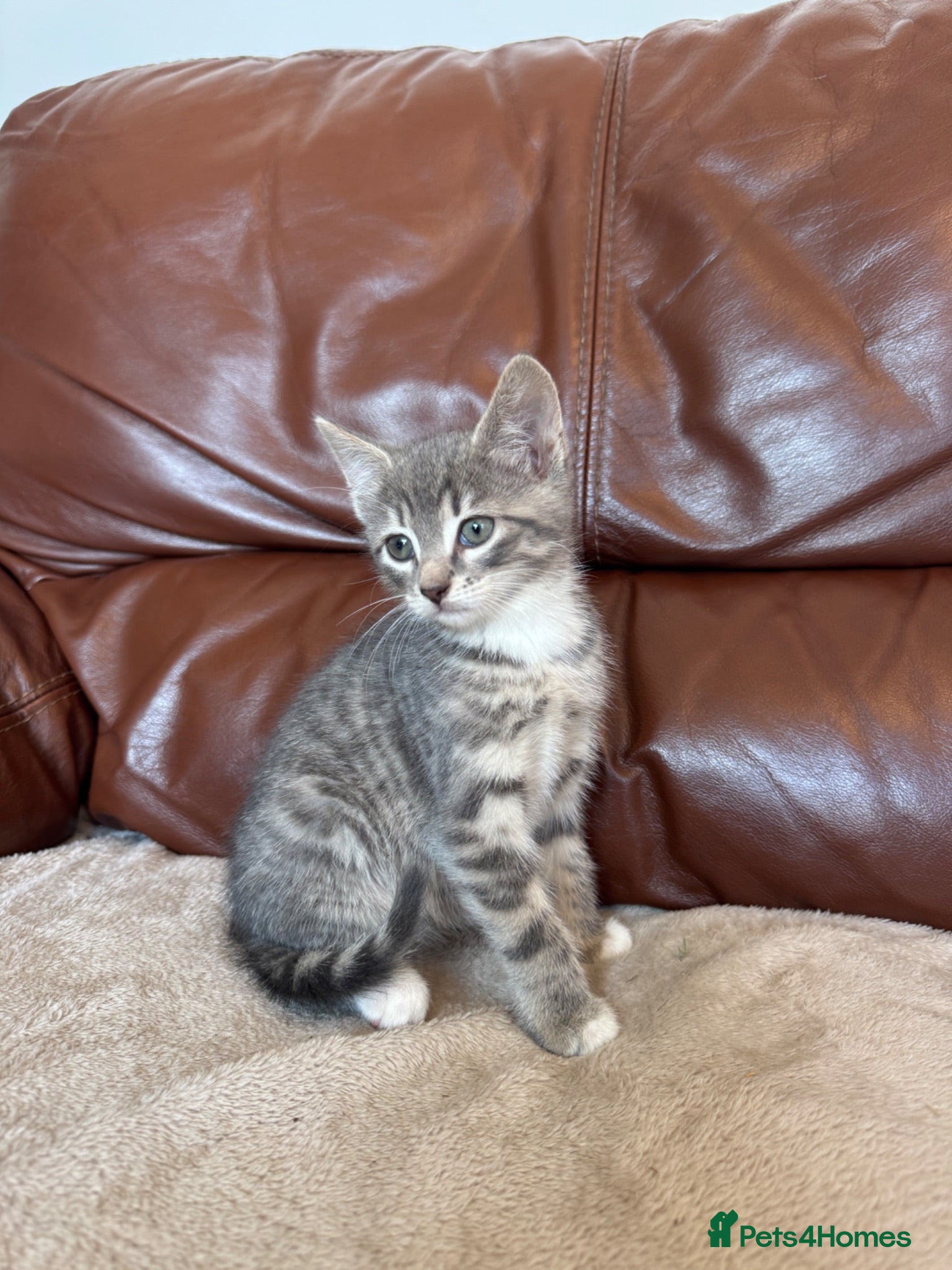 Mixed Breed cats Beautiful kittens  - Advert 1