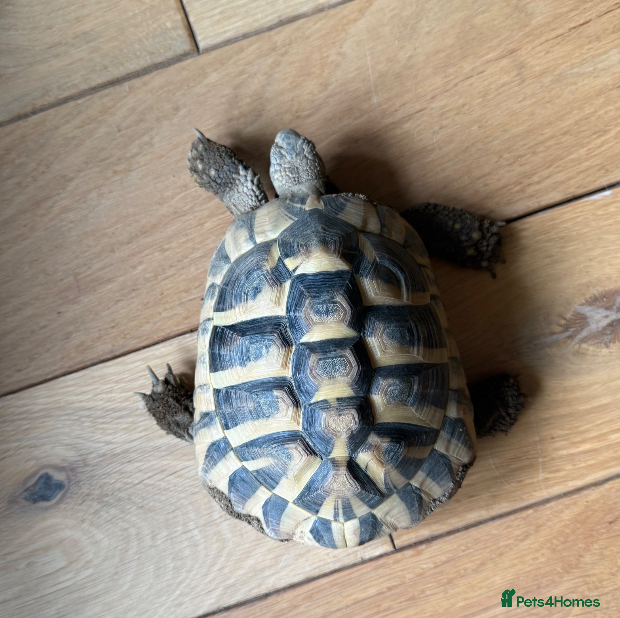 Hermann Tortoise reptiles for sale: Hermann Tortoise female 4 year - Advert 5