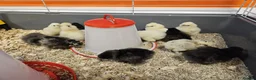 Chickens poultry for sale: 5 Day Old Silkie Chicks - Advert 3