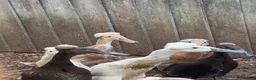 Ducks poultry for sale: Crested runner ducks  - Advert 3