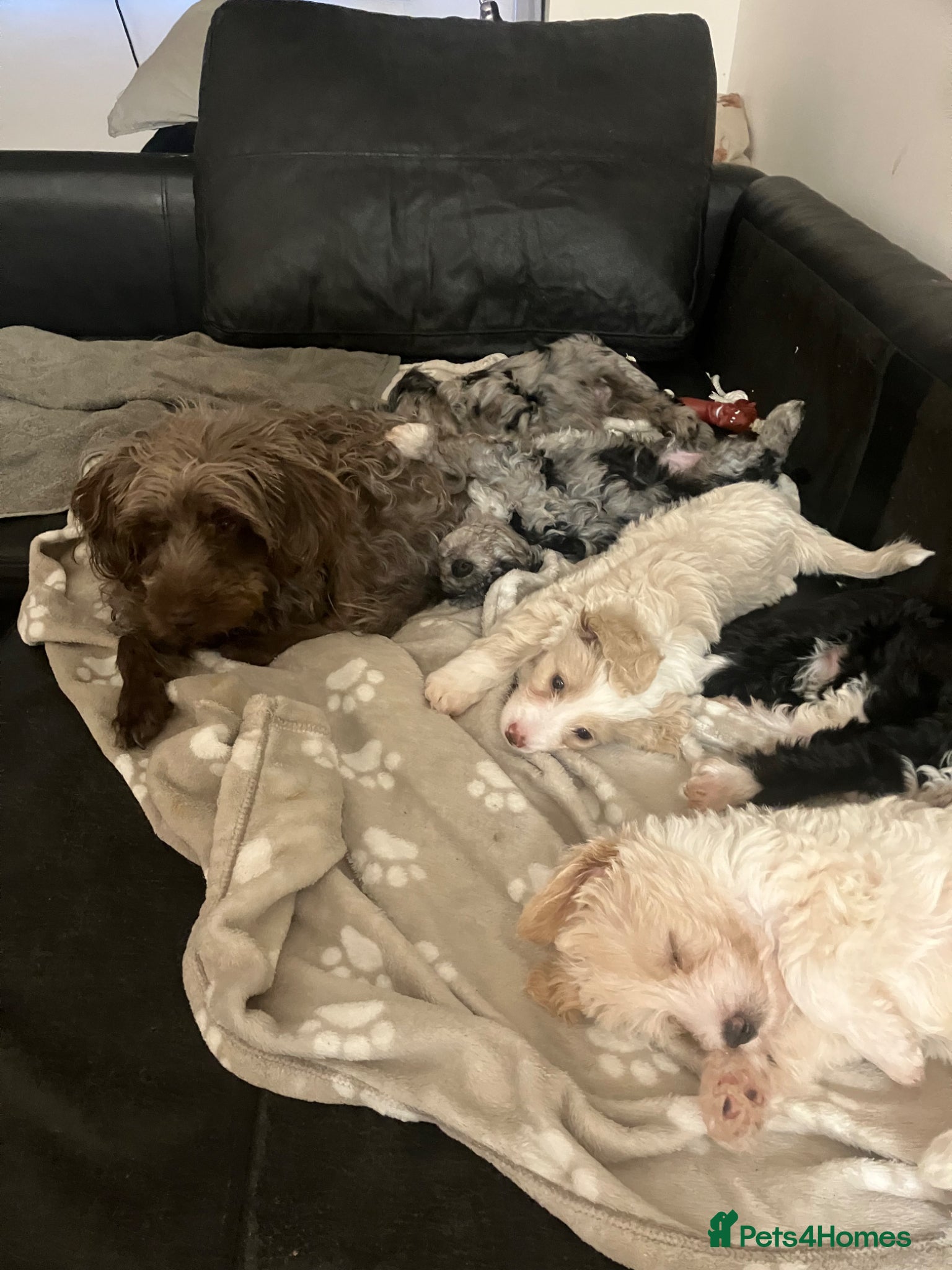 Mixed Breed dogs Cockapoo Merle - Advert 1