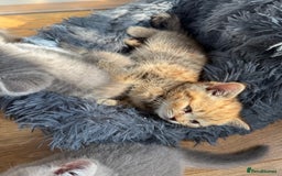 British Shorthair cats for sale: Pedigree British shorthair kittens ready in 2 week - Image 6