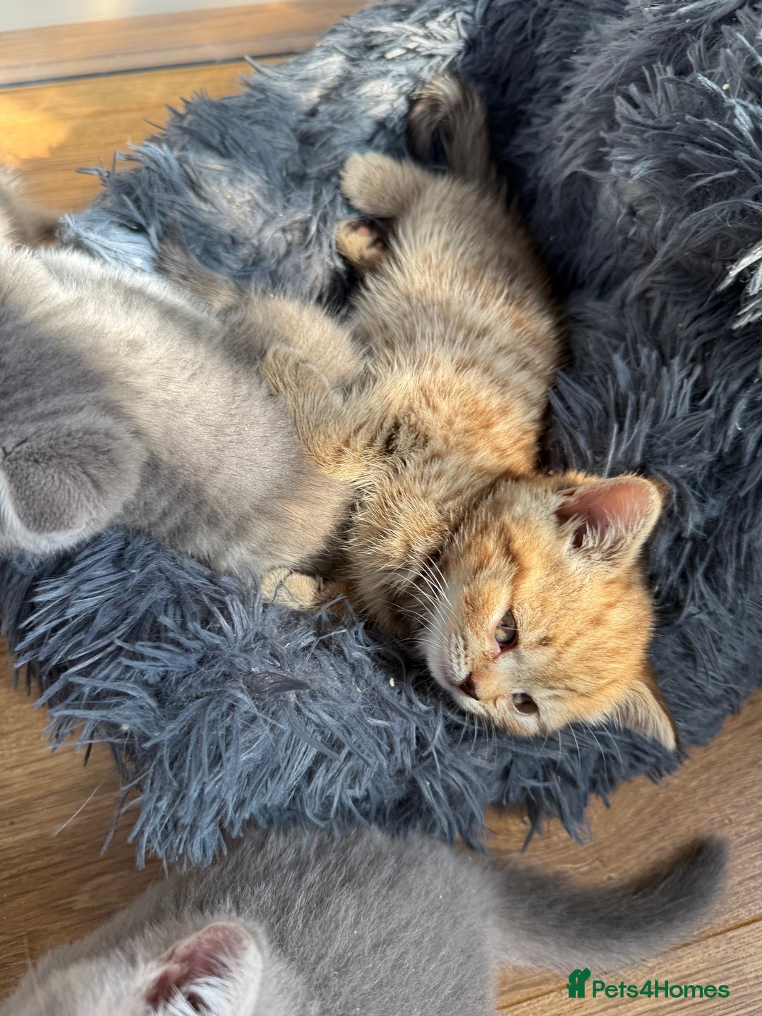 British Shorthair cats for sale: Pedigree British shorthair kittens ready in 2 week - Image 6