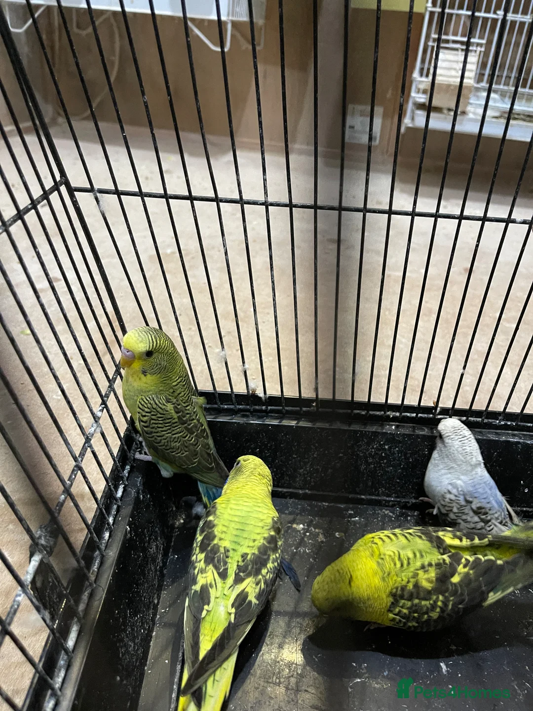 Budgerigars birds for sale: Budgies  - Advert 19