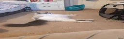Ragdoll cats for sale: 3 of 6 ragdoll kittens available  - Advert 1