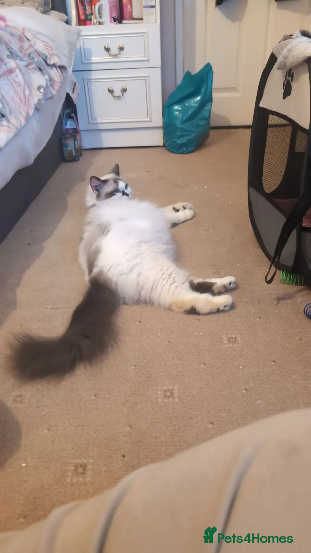 Ragdoll cats for sale: 3 of 6 ragdoll kittens available  - Advert 1