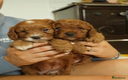 Cavapoo dogs for sale: Red cavapoo puppies - Image 4