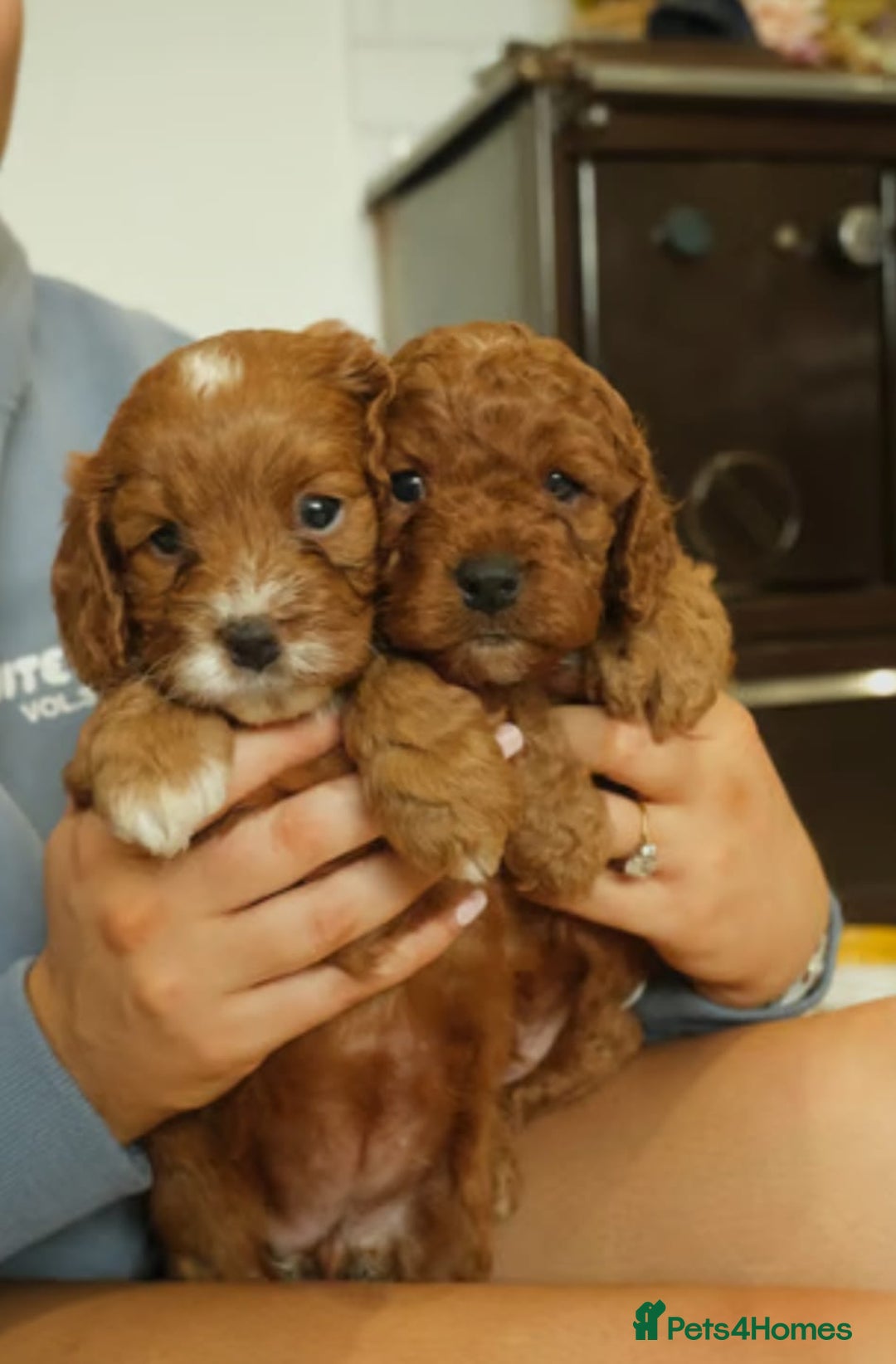 Cavapoo dogs for sale: Red cavapoo puppies - Image 4