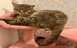 Bengal cats for sale: Male bengal cat looking for forever home  - Image 2