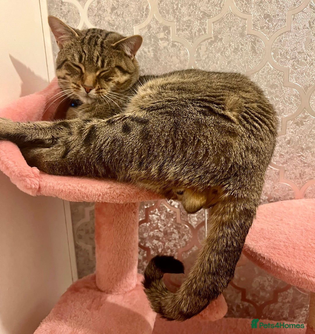 Bengal cats for sale: Male bengal cat looking for forever home  - Image 2