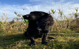 Cocker Spaniel dogs for sale: Carefully bred Kc FTW sired cocker spaniel pups,  - Image 6