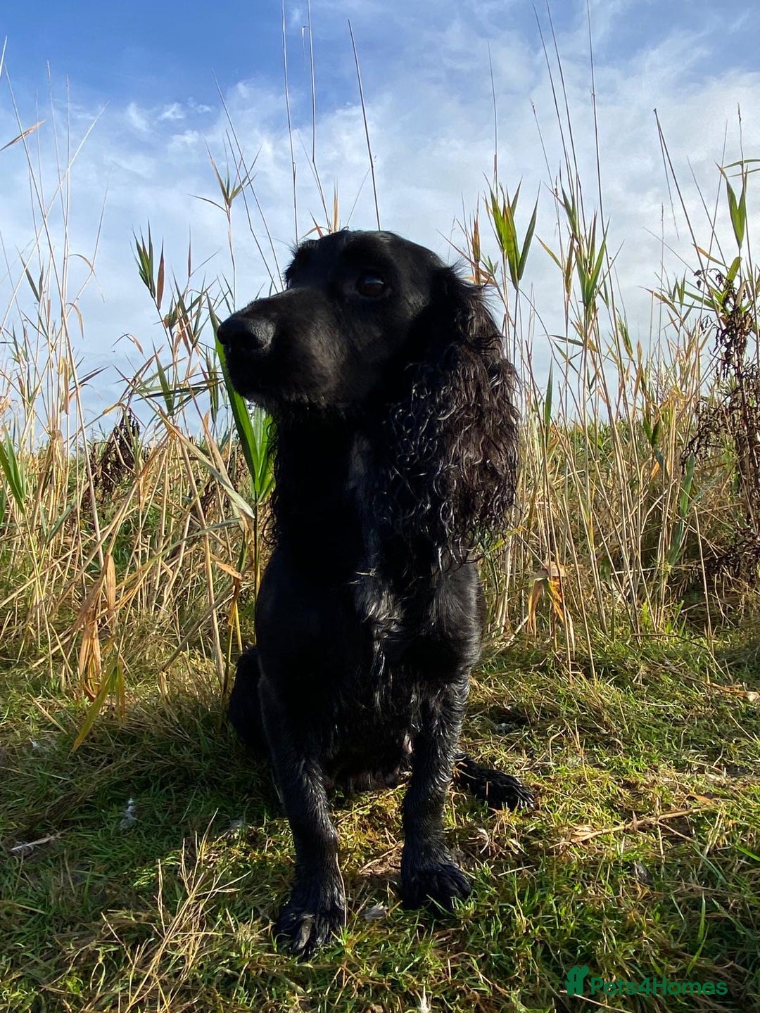 Cocker Spaniel dogs for sale: Carefully bred Kc FTW sired cocker spaniel pups,  - Image 6