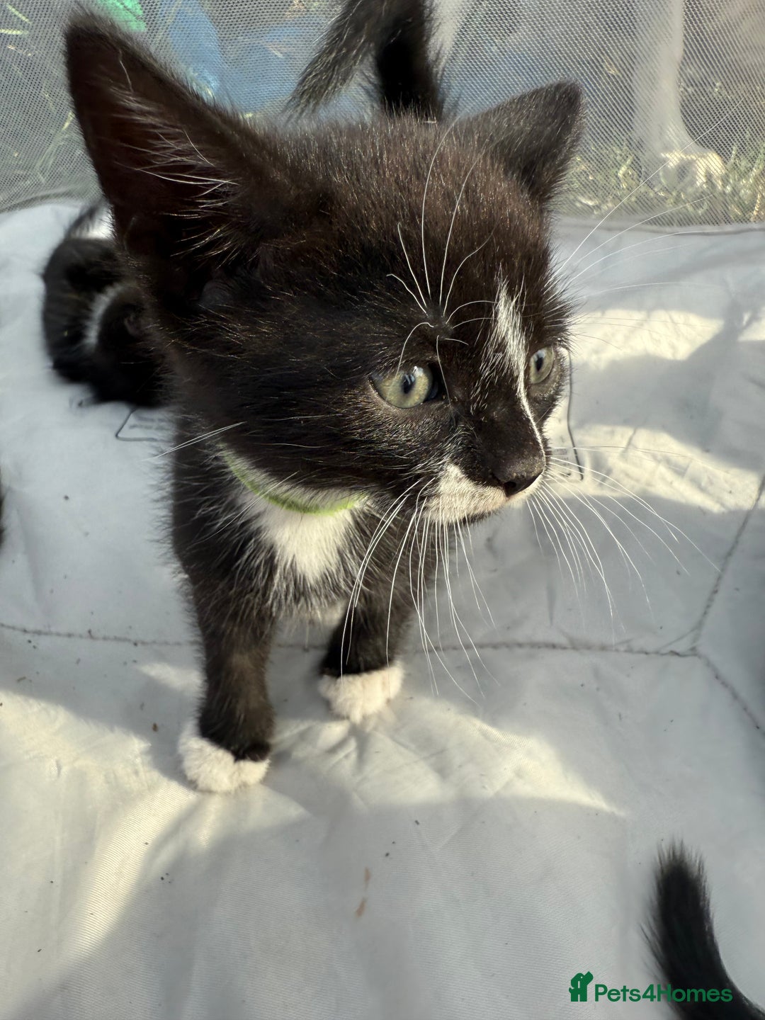 Mixed Breed cats for sale: Litter of Kittens For Sale - only 1 Male left in Dunstable - Image 30