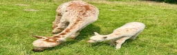 Alpaca livestock for sale: Special breeding  group of 10 stunning Alpaca in Llandovery - Advert 7